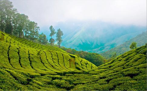 Munnar Dreams Hotel Bagian luar foto